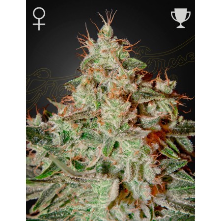 Lemon Skunk - Green House Seeds | Feminized Cannabis Seeds Lemon Skunk - Green House Seeds | Feminized Cannabis Seeds