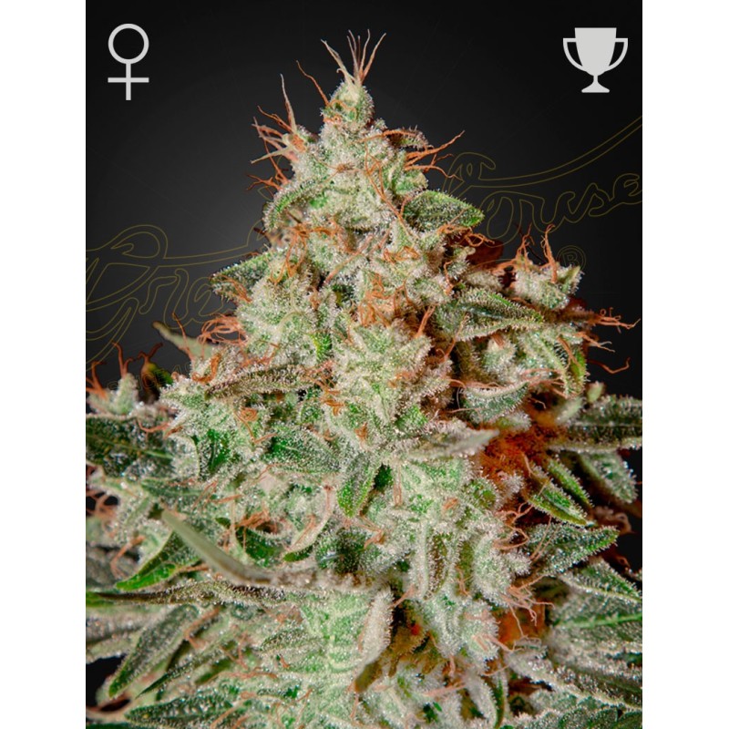 Lemon Skunk - Green House Seeds | Feminized Cannabis Seeds Lemon Skunk - Green House Seeds | Feminized Cannabis Seeds