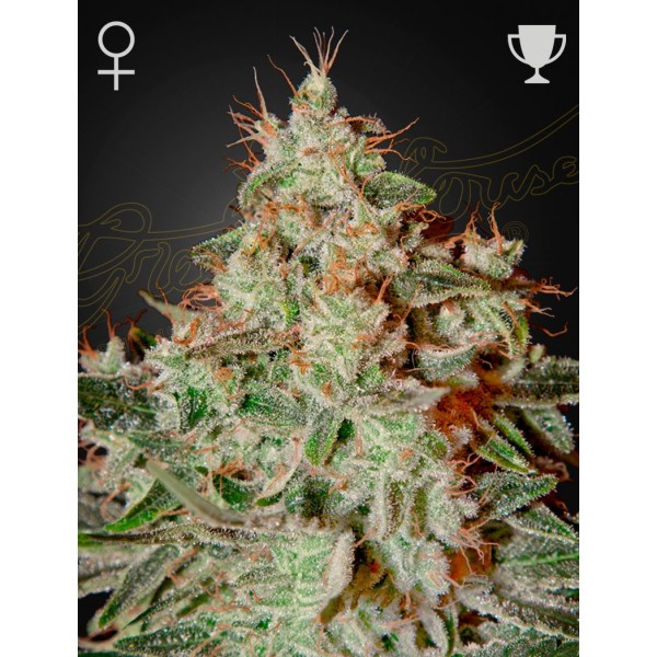 Lemon Skunk - Green House Seeds | Feminized