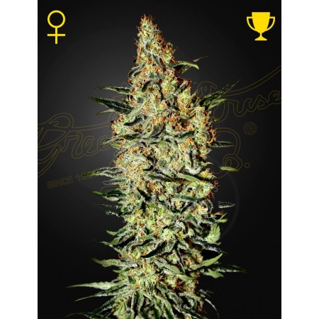 Nevilles Haze - Green House Seeds | Feminized Cannabis Seeds