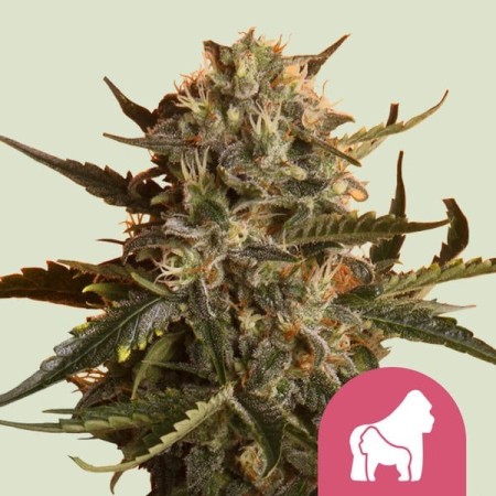 Mother Gorilla - Royal Queen Seeds | Feminized Cannabis Seeds Mother Gorilla - Royal Queen Seeds | Feminized Cannabis Seeds