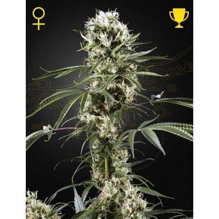 Super Lemon Haze - Green House Seeds | Feminized Super Lemon Haze - Green House Seeds | Feminized