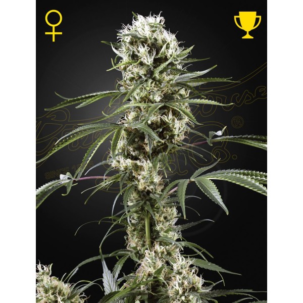 Super Lemon Haze - Green House Seeds | Feminized