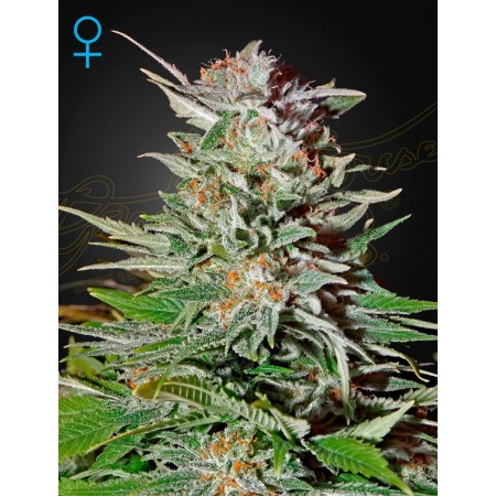 Super Lemon Haze - Green House Seeds | Autoflower