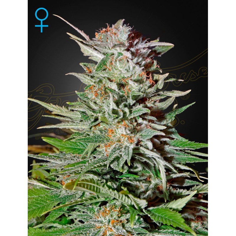 Super Lemon Haze - Green House Seeds | Autoflower