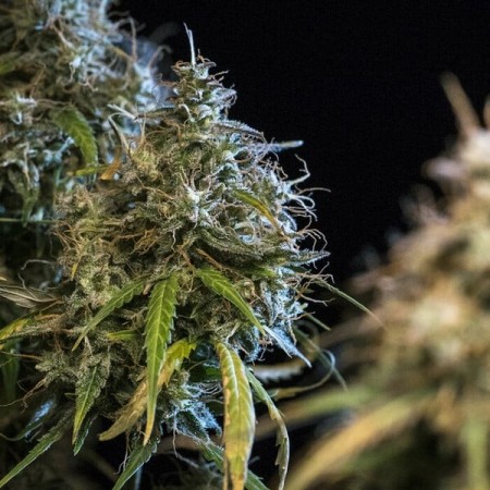 Haze Berry - Royal Queen Seeds | Autoflowering Cannabis Seeds