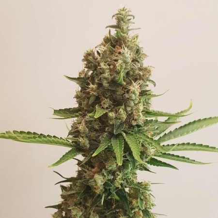 Shining Silver Haze - Royal Queen Seeds | Feminized Shining Silver Haze - Royal Queen Seeds | Feminized