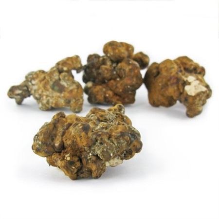 Hollandia Magic Truffles | Psilocybin Truffles | Mush Magic