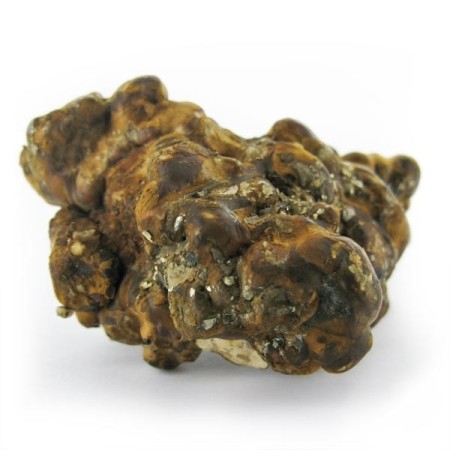 Hollandia Magic Truffles | Psilocybin Truffles | Mush Magic