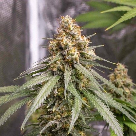 Shining Silver Haze - Royal Queen Seeds | Feminized Shining Silver Haze - Royal Queen Seeds | Feminized
