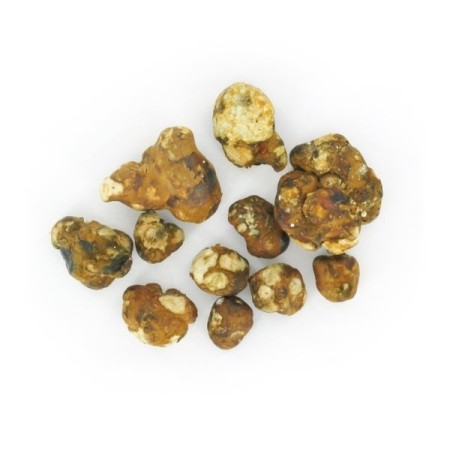 Mokum Magic Truffles | Psilocybin Truffles | Mush Magic Mokum Magic Truffles | Psilocybin Truffles | Mush Magic