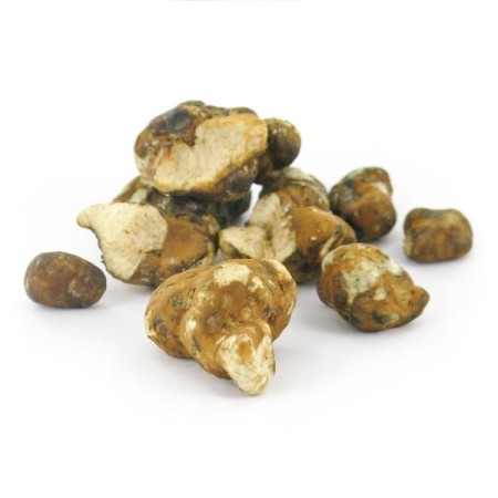 Tampanensis Magic Truffles | Psilocybin Truffles | Mush Magic