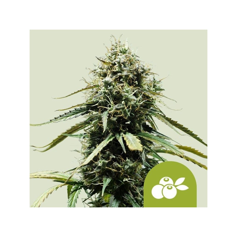Haze Berry - Royal Queen Seeds | Autoflowering Cannabis Seeds