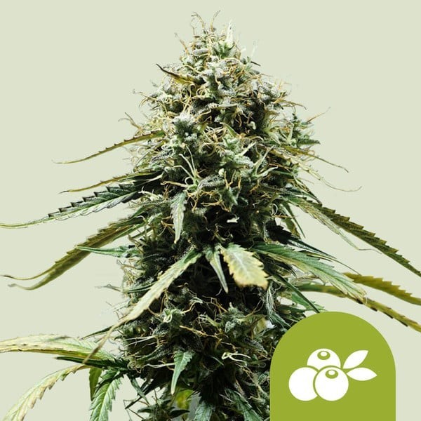 Haze Berry - Royal Queen Seeds | Autoflowering