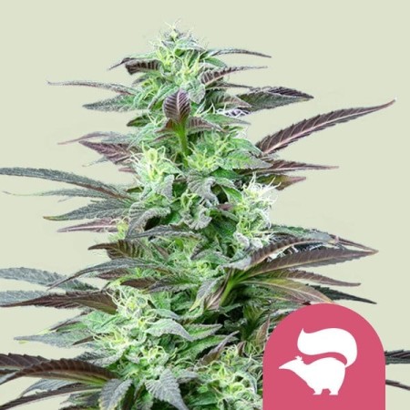Skunk XL - Royal Queen Seeds | Feminized Cannabis Seeds
