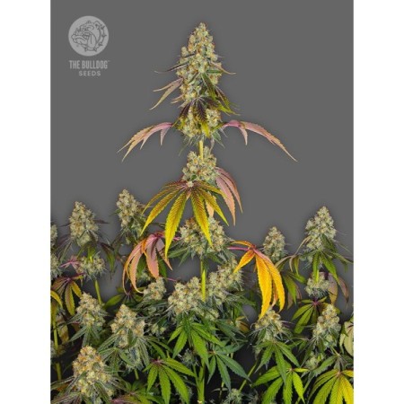 Cookies - The Bulldog Seeds | Feminized Cannabis Seeds