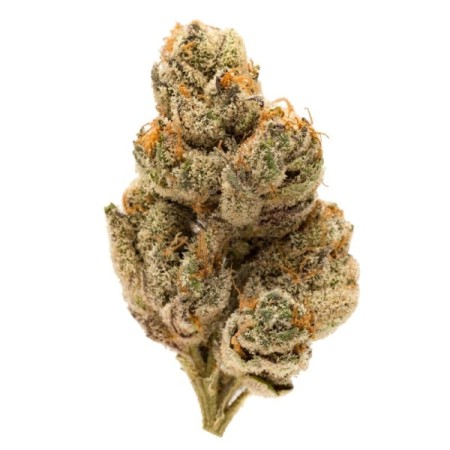 Dos-Si-Dos - The Bulldog Seeds | Feminized Cannabis Seeds