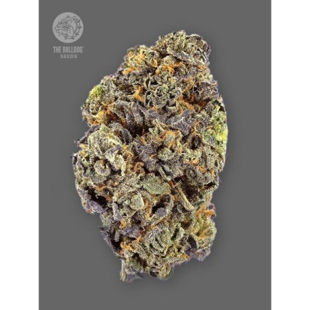 TB Gelato Auto - The Bulldog Seeds | Autoflowering