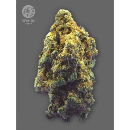 TB Kush - The Bulldog Seeds | Feminized Cannabis Seeds