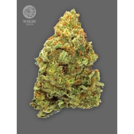 TB Lemon Haze Auto - The Bulldog Seeds | Autoflowering