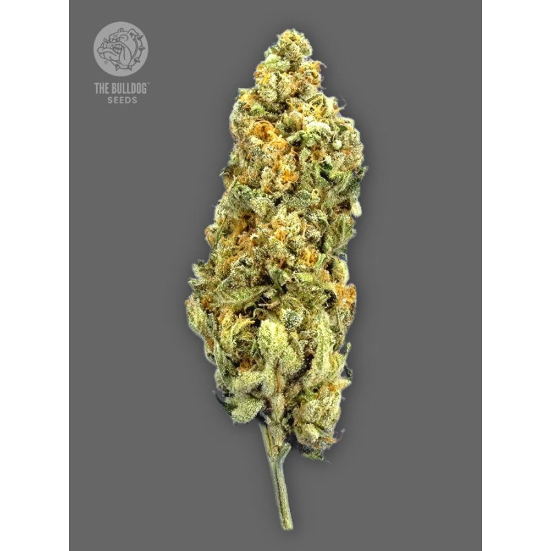 TB Mimosa - The Bulldog Seeds | Feminized Cannabis Seeds TB Mimosa - The Bulldog Seeds | Feminized Cannabis Seeds