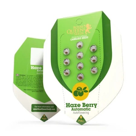 Haze Berry - Royal Queen Seeds | Autoflowering Cannabis Seeds