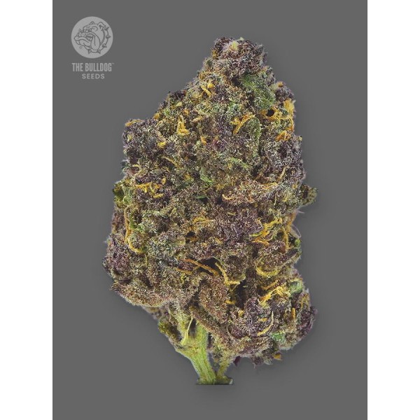 TB Purple CBD Auto - The Bulldog Seeds | Autoflowering CBD
