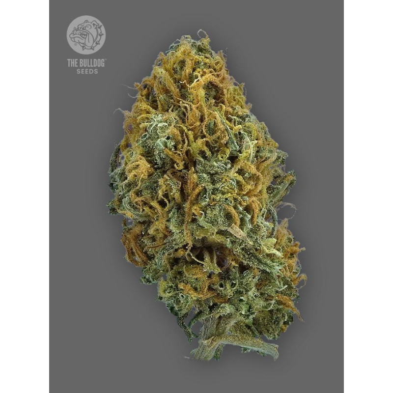 TB Skittlez Auto - The Bulldog Seeds | Autoflowering TB Skittlez Auto - The Bulldog Seeds | Autoflowering