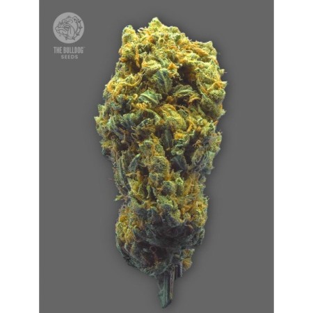 TB Strawberry Haze Auto - The Bulldog Seeds | Autoflowering