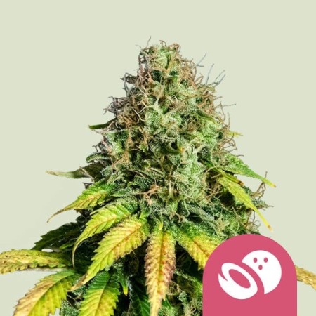 Somango XL - Royal Queen Seeds | Feminized Cannabis Seeds