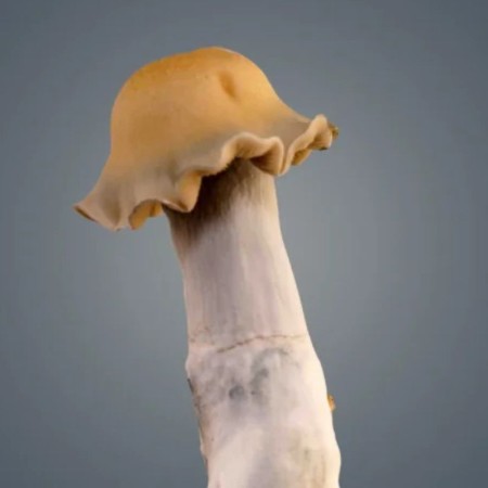 Golden Bluey Vuitton Magic Mushroom Grow Kit | Royale Flush