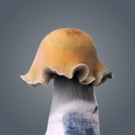 Golden Bluey Vuitton Magic Mushroom Grow Kit | Royale Flush