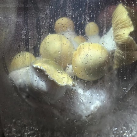 Golden Bluey Vuitton Magic Mushroom Grow Kit | Royale Flush