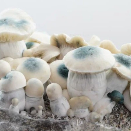 Iceberg Magic Mushroom Grow Kit | Royale Flush
