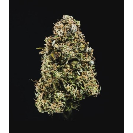 Haze Berry - Royal Queen Seeds | Autoflowering Cannabis Seeds