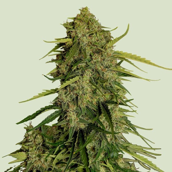 Atlas F1 - Royal Queen Seeds | Feminized