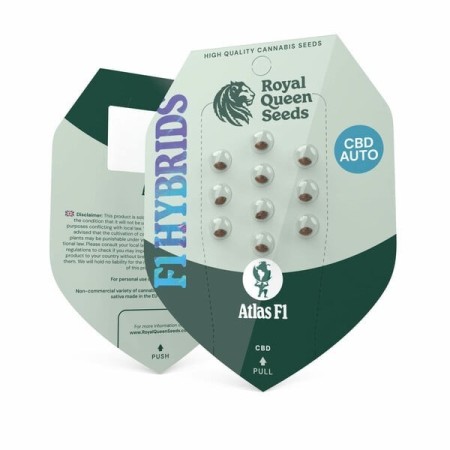 Atlas F1 - Royal Queen Seeds | Feminized Cannabis Seeds