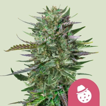 Do-si-dos - Royal Queen Seeds | Feminized Cannabis Seeds