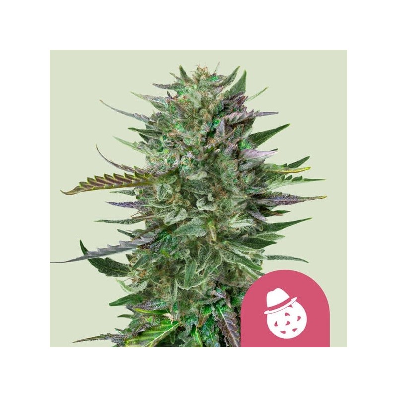 Do-si-dos - Royal Queen Seeds | Feminized Cannabis Seeds