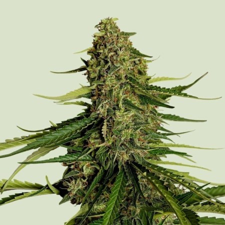 Gaia F1 - Royal Queen Seeds | Feminized Cannabis Seeds