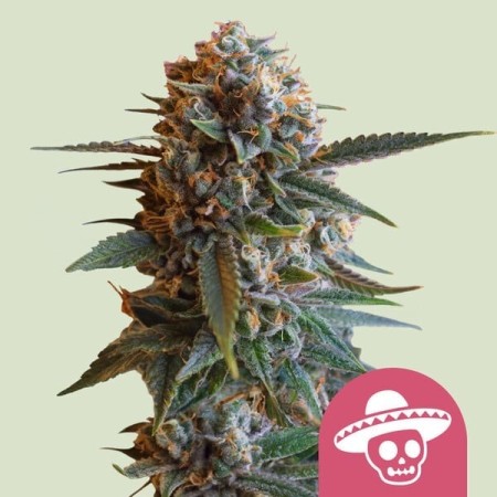 Mexican Rush - Royal Queen Seeds | Feminized Cannabis Seeds