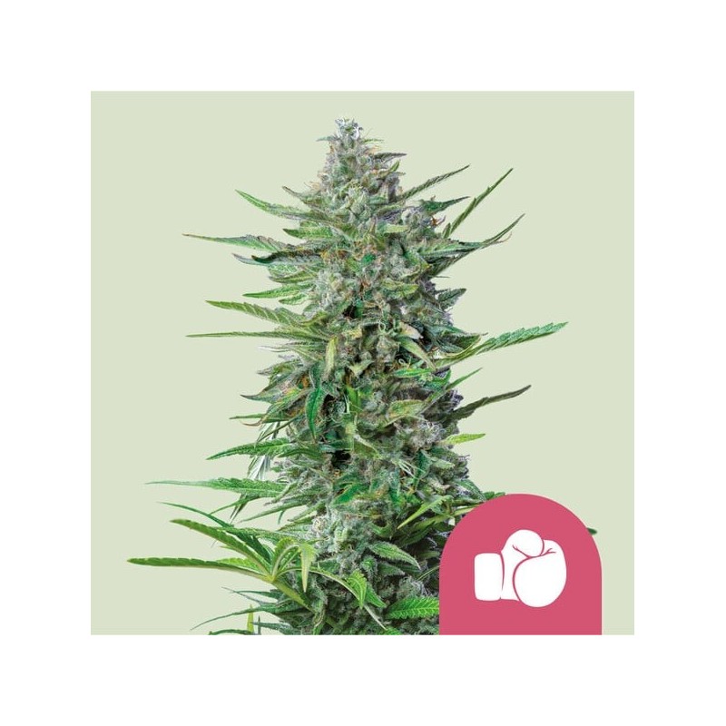 Purple Punch - Royal Queen Seeds | Feminized Cannabis Seeds