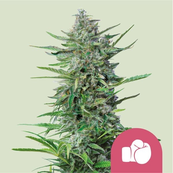 Purple Punch - Royal Queen Seeds | Feminized