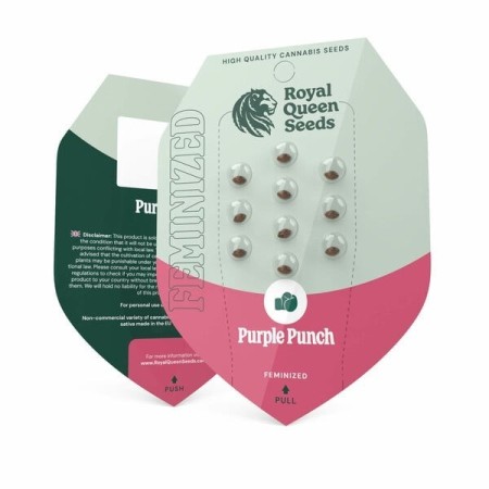 Purple Punch - Royal Queen Seeds | Feminized Cannabis Seeds