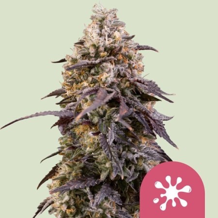 Sticky Queen - Royal Queen Seeds | Feminized Cannabis Seeds