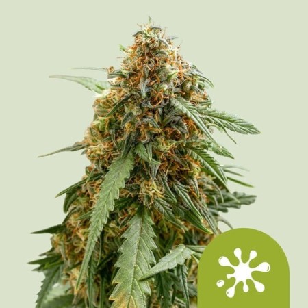 Sticky Queen - Royal Queen Seeds | Autoflowering Cannabis Seeds