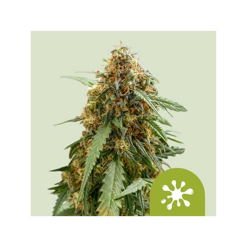Sticky Queen - Royal Queen Seeds | Autoflowering Cannabis Seeds