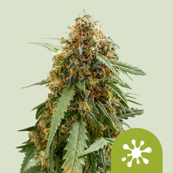 Sticky Queen - Royal Queen Seeds | Autoflowering