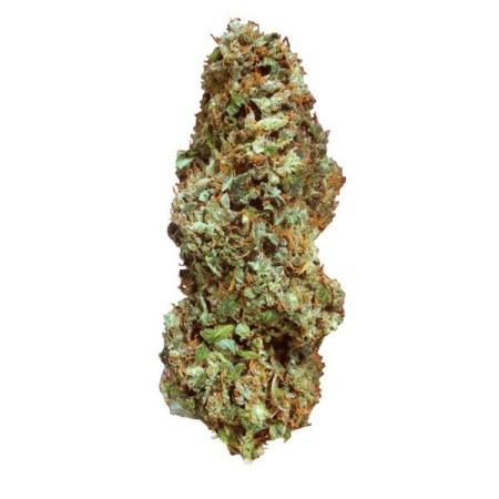 Special Kush 1 - Royal Queen Seeds | Feminized Cannabis Seeds