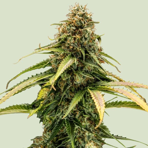 Epsilon F1 - Royal Queen Seeds | Autoflowering
